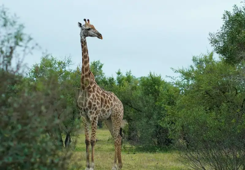 “Big Five” Game Drives