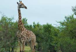 IgluCruise.Application.ViewModels.Shared.WebImageViewModel?.Description