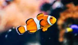 Image related to Oceanopolis