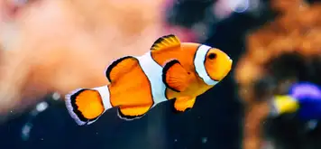 Image related to Oceanopolis