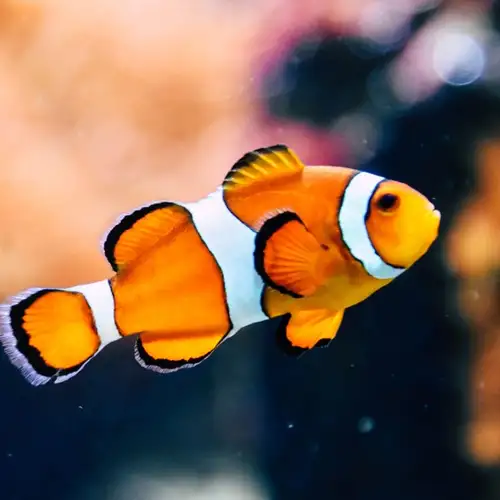 Image related to Oceanopolis