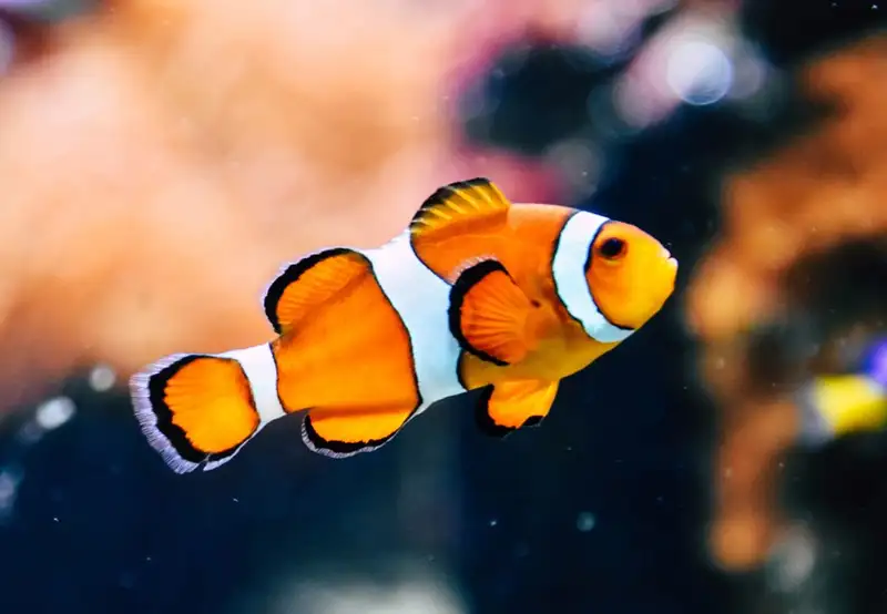 Oceanopolis