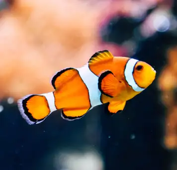 Image related to Oceanopolis