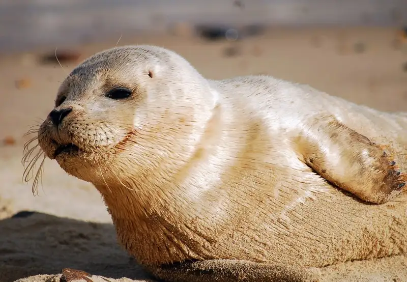 Image related to SeaLife Center