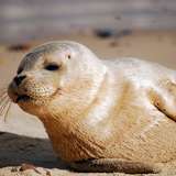 Image related to SeaLife Center