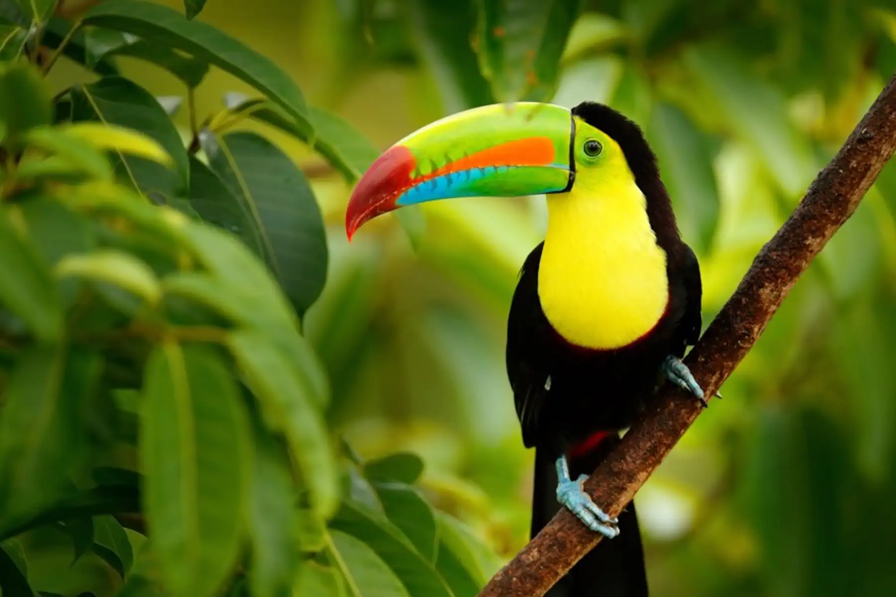 Image related to Central America Cruises