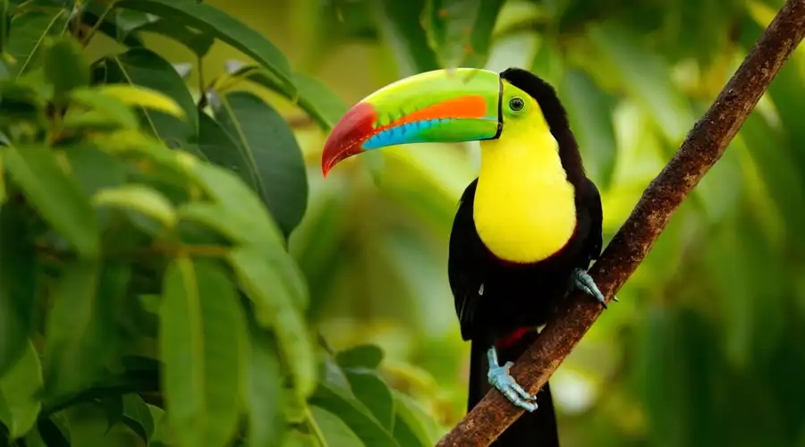 Image related to Central America Cruises