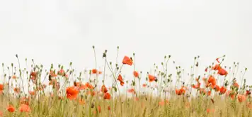 Image related to Irving Nature Park