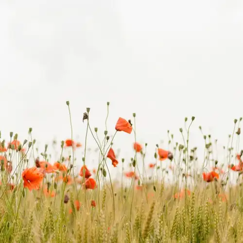 Image related to Irving Nature Park