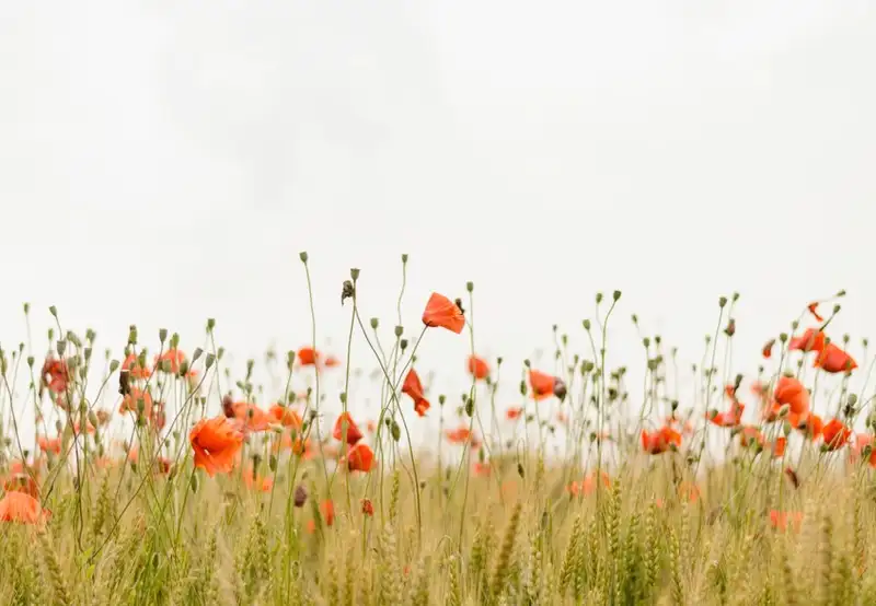 Image related to Irving Nature Park