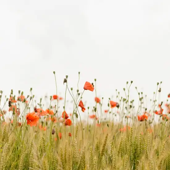 Image related to Image related to Irving Nature Park