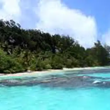 Image related to Kokas