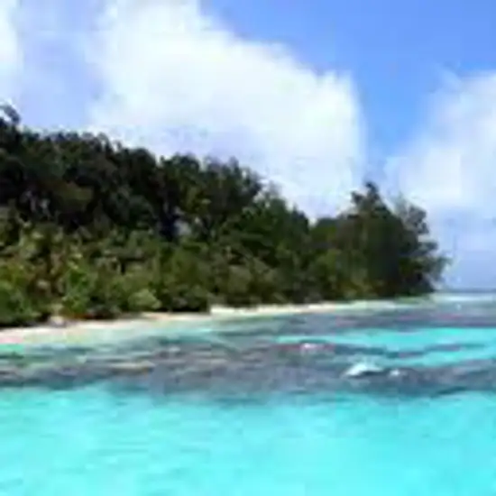 Image related to Kokas
