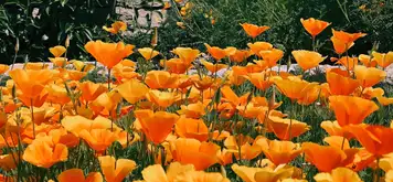 Image related to DBW Park