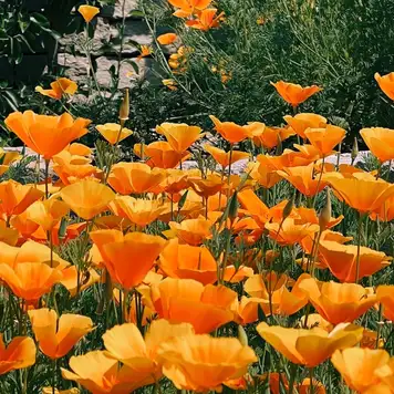 Image related to DBW Park