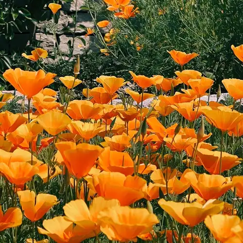 Image related to DBW Park