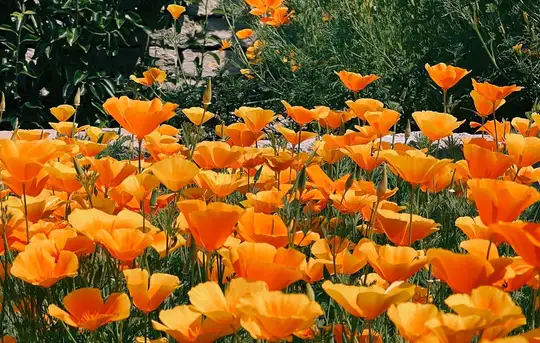 Image related to DBW Park