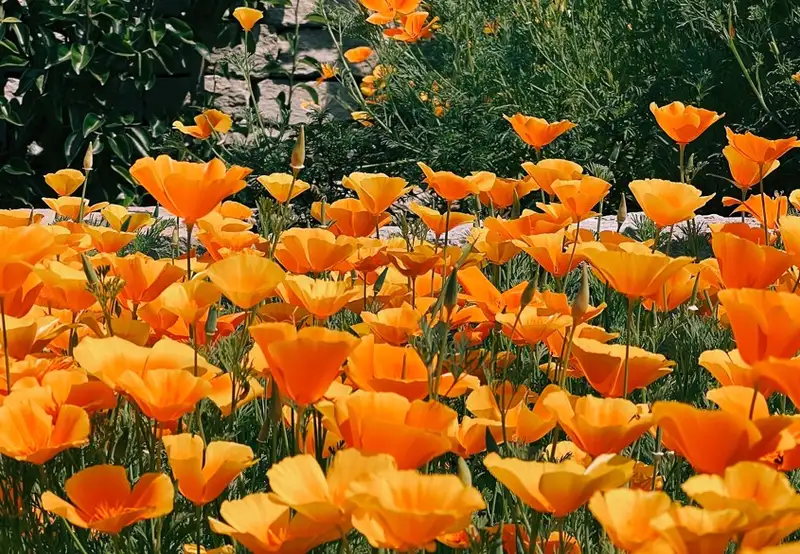 Image related to DBW Park