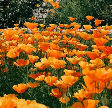 Image related to DBW Park