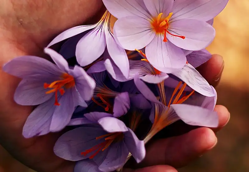 Image related to Central Park