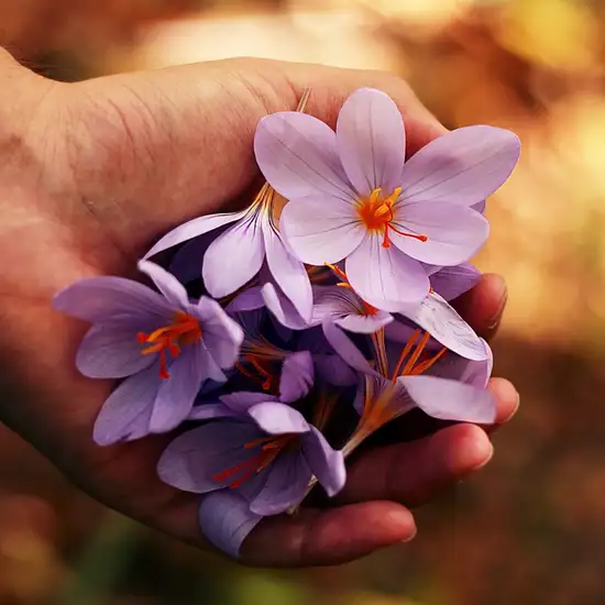 Image related to Central Park