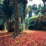 Image related to Orto Botanico Corsini