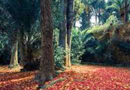 IgluCruise.Application.ViewModels.Shared.WebImageViewModel?.Description