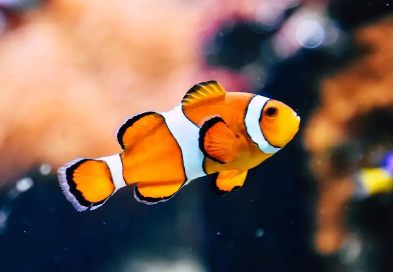 Argentario Aquarium