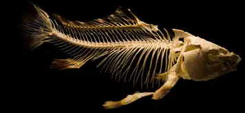 Image related to Gallery Freevilli