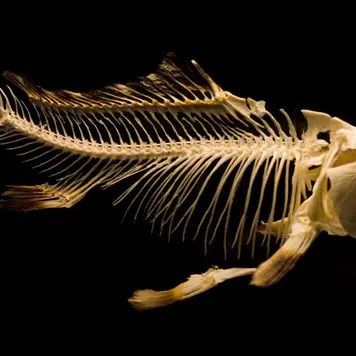 Image related to Image related to Gallery Freevilli