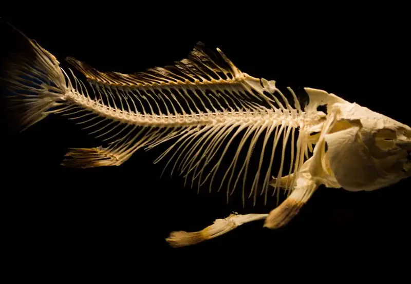 Image related to Gallery Freevilli