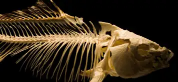 Image related to Gallery Freevilli