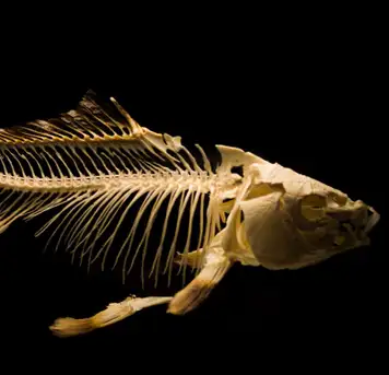 Image related to Gallery Freevilli