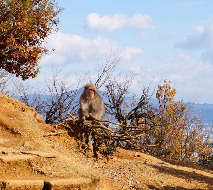 Monkey Park Iwatayama