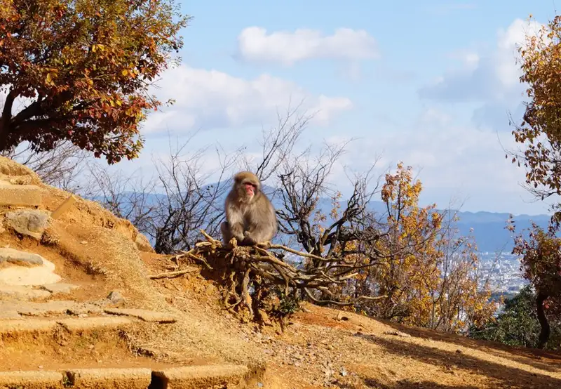 Image related to Monkey Park Iwatayama