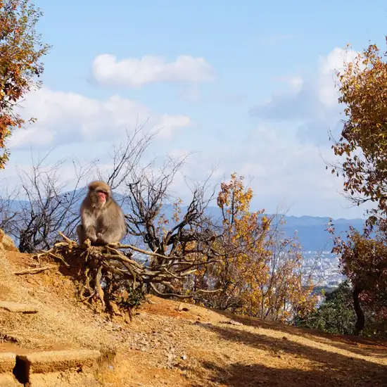 Image related to Monkey Park Iwatayama