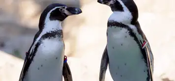 Image related to Nagasaki Penguin Aquarium