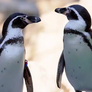 Image related to Nagasaki Penguin Aquarium