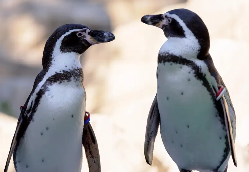 Nagasaki Penguin Aquarium