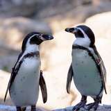 Image related to Nagasaki Penguin Aquarium