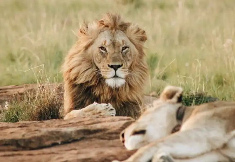 Image related to Wellington Zoo