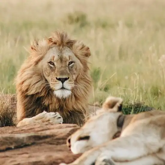 Image related to Wellington Zoo