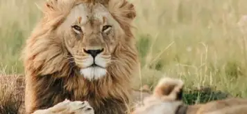 Image related to Wellington Zoo