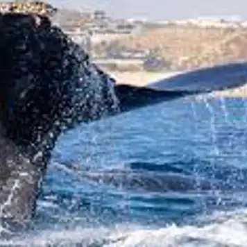 Image related to Whale Watching