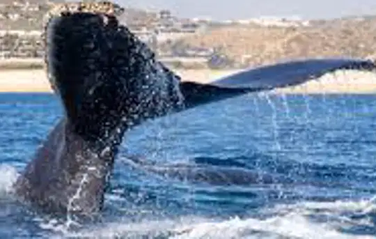 Image related to Whale Watching