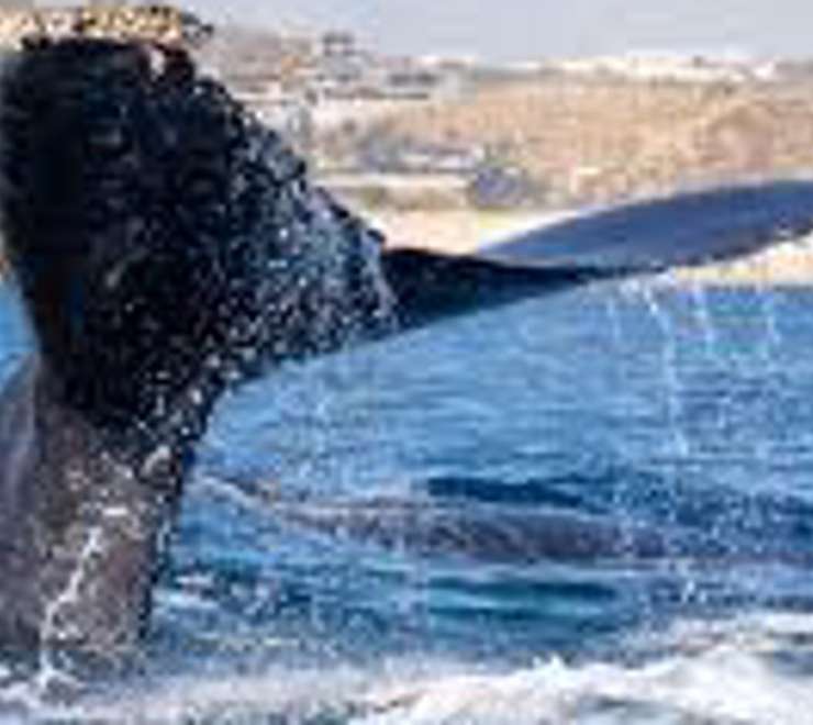 Whale Watching