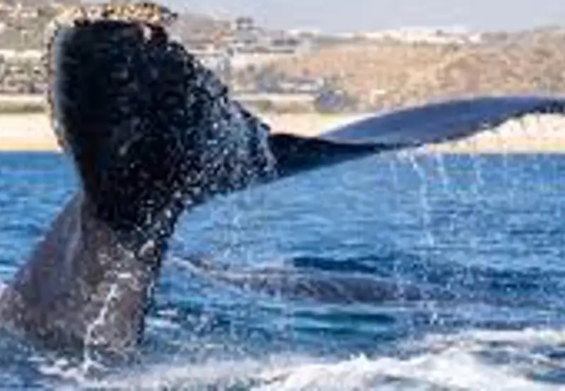 Whale Watching