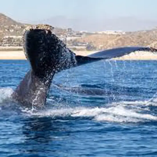 Whale Watching