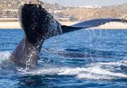 IgluCruise.Application.ViewModels.Shared.WebImageViewModel?.Description