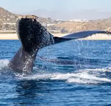 Image related to Whale Watching